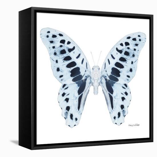 Miss Butterfly Graphium Sq - X-Ray White Edition-Philippe Hugonnard-Framed Stretched Canvas