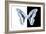 Miss Butterfly Graphium - X-Ray B&W Edition-Philippe Hugonnard-Framed Photographic Print