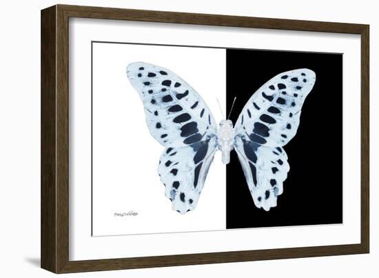 Miss Butterfly Graphium - X-Ray B&W Edition-Philippe Hugonnard-Framed Photographic Print