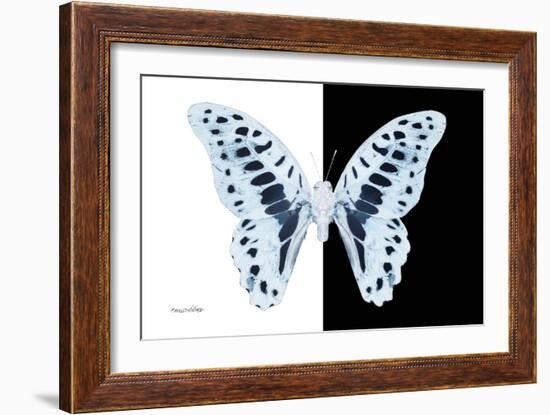 Miss Butterfly Graphium - X-Ray B&W Edition-Philippe Hugonnard-Framed Photographic Print