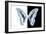 Miss Butterfly Graphium - X-Ray B&W Edition-Philippe Hugonnard-Framed Photographic Print