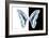 Miss Butterfly Graphium - X-Ray B&W Edition-Philippe Hugonnard-Framed Photographic Print