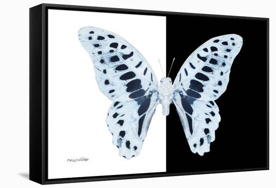 Miss Butterfly Graphium - X-Ray B&W Edition-Philippe Hugonnard-Framed Stretched Canvas