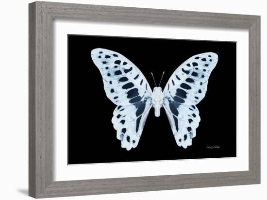 Miss Butterfly Graphium - X-Ray Black Edition-Philippe Hugonnard-Framed Photographic Print