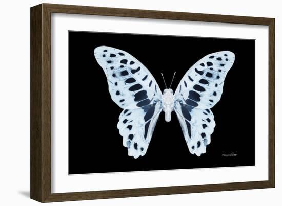 Miss Butterfly Graphium - X-Ray Black Edition-Philippe Hugonnard-Framed Photographic Print