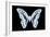 Miss Butterfly Graphium - X-Ray Black Edition-Philippe Hugonnard-Framed Photographic Print