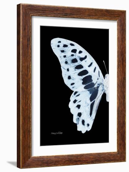 Miss Butterfly Graphium - X-Ray Left Black Edition-Philippe Hugonnard-Framed Photographic Print