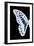 Miss Butterfly Graphium - X-Ray Left Black Edition-Philippe Hugonnard-Framed Photographic Print