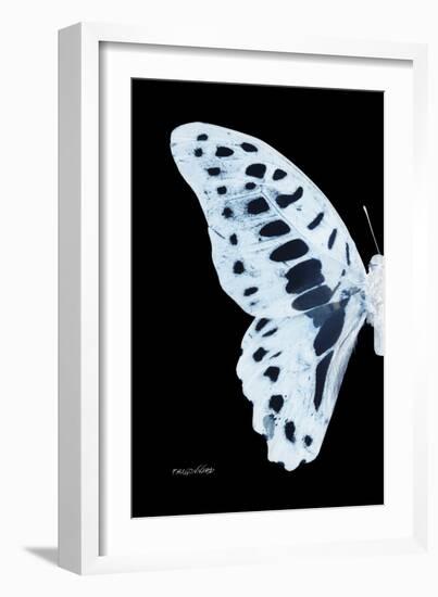 Miss Butterfly Graphium - X-Ray Left Black Edition-Philippe Hugonnard-Framed Photographic Print