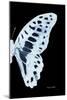 Miss Butterfly Graphium - X-Ray Right Black Edition-Philippe Hugonnard-Mounted Photographic Print