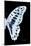 Miss Butterfly Graphium - X-Ray Right Black Edition-Philippe Hugonnard-Mounted Photographic Print