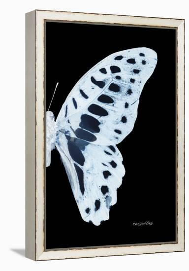 Miss Butterfly Graphium - X-Ray Right Black Edition-Philippe Hugonnard-Framed Premier Image Canvas