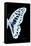 Miss Butterfly Graphium - X-Ray Right Black Edition-Philippe Hugonnard-Framed Premier Image Canvas