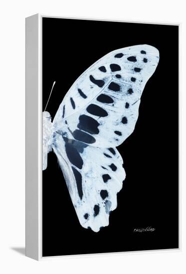 Miss Butterfly Graphium - X-Ray Right Black Edition-Philippe Hugonnard-Framed Premier Image Canvas
