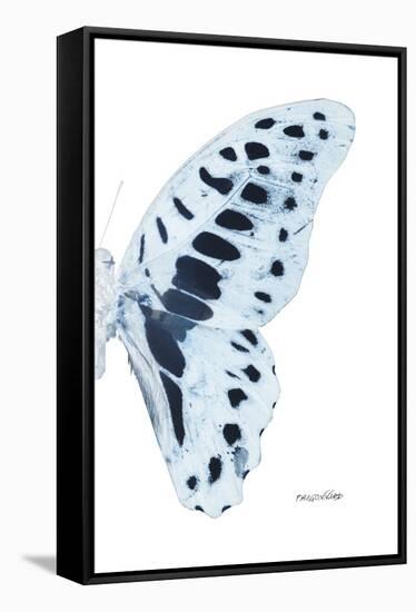 Miss Butterfly Graphium - X-Ray Right White Edition-Philippe Hugonnard-Framed Stretched Canvas