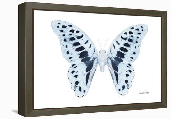 Miss Butterfly Graphium - X-Ray White Edition-Philippe Hugonnard-Framed Premier Image Canvas