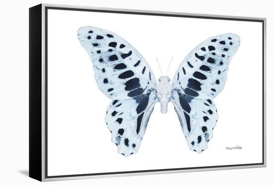 Miss Butterfly Graphium - X-Ray White Edition-Philippe Hugonnard-Framed Premier Image Canvas