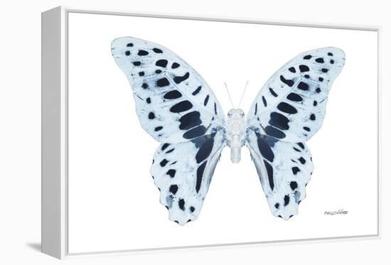 Miss Butterfly Graphium - X-Ray White Edition-Philippe Hugonnard-Framed Premier Image Canvas