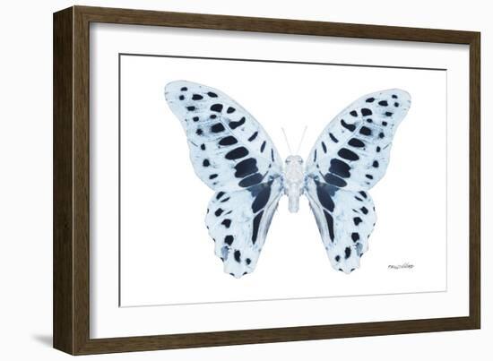 Miss Butterfly Graphium - X-Ray White Edition-Philippe Hugonnard-Framed Photographic Print