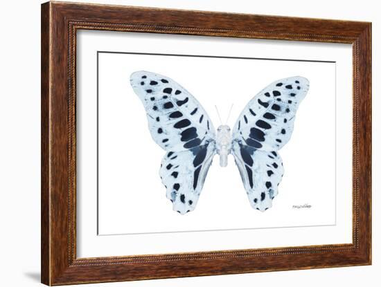 Miss Butterfly Graphium - X-Ray White Edition-Philippe Hugonnard-Framed Photographic Print