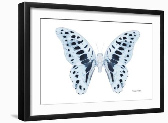 Miss Butterfly Graphium - X-Ray White Edition-Philippe Hugonnard-Framed Photographic Print