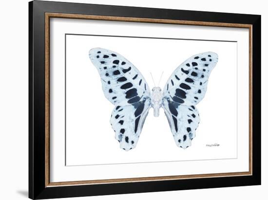 Miss Butterfly Graphium - X-Ray White Edition-Philippe Hugonnard-Framed Photographic Print