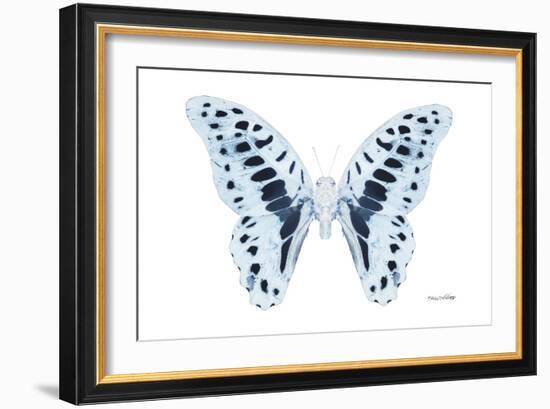 Miss Butterfly Graphium - X-Ray White Edition-Philippe Hugonnard-Framed Photographic Print