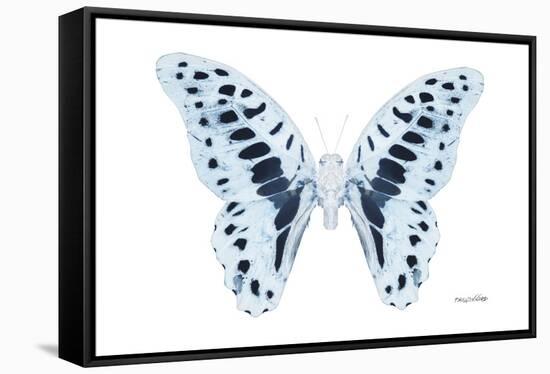 Miss Butterfly Graphium - X-Ray White Edition-Philippe Hugonnard-Framed Stretched Canvas