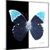 Miss Butterfly Hebomoia Sq - X-Ray B&W Edition-Philippe Hugonnard-Mounted Photographic Print