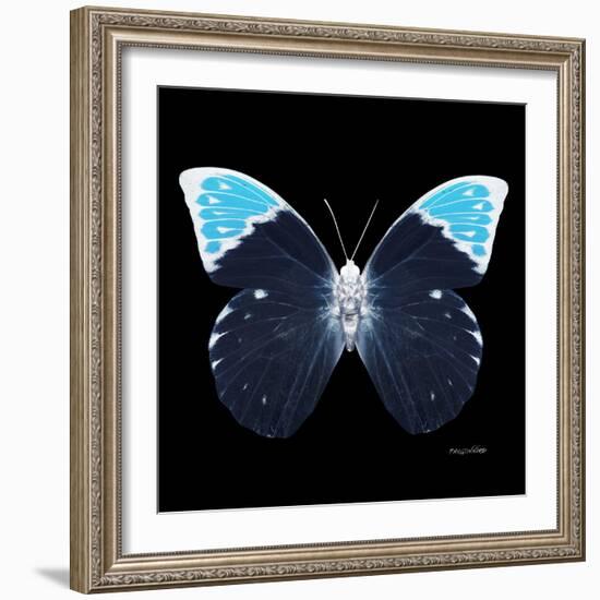 Miss Butterfly Hebomoia Sq - X-Ray Black Edition-Philippe Hugonnard-Framed Photographic Print