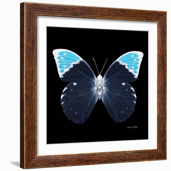 Miss Butterfly Hebomoia Sq - X-Ray Black Edition-Philippe Hugonnard-Framed Photographic Print