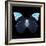 Miss Butterfly Hebomoia Sq - X-Ray Black Edition-Philippe Hugonnard-Framed Photographic Print