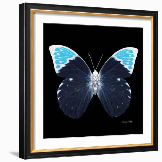 Miss Butterfly Hebomoia Sq - X-Ray Black Edition-Philippe Hugonnard-Framed Photographic Print