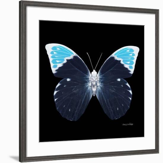 Miss Butterfly Hebomoia Sq - X-Ray Black Edition-Philippe Hugonnard-Framed Photographic Print