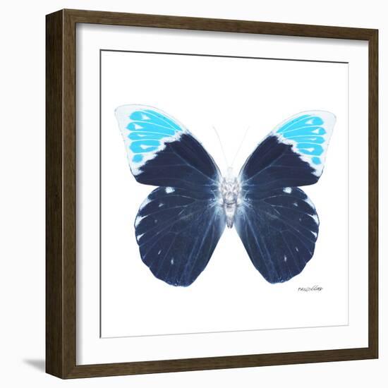 Miss Butterfly Hebomoia Sq - X-Ray White Edition-Philippe Hugonnard-Framed Photographic Print