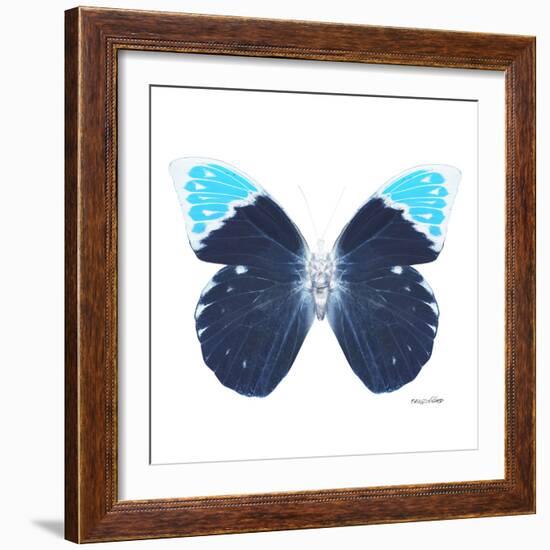 Miss Butterfly Hebomoia Sq - X-Ray White Edition-Philippe Hugonnard-Framed Photographic Print