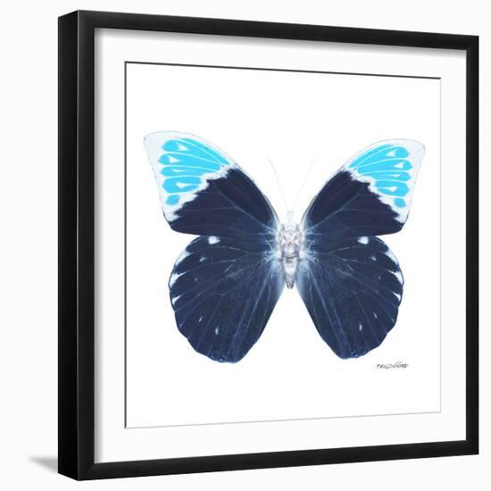 Miss Butterfly Hebomoia Sq - X-Ray White Edition-Philippe Hugonnard-Framed Photographic Print