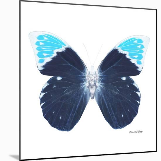 Miss Butterfly Hebomoia Sq - X-Ray White Edition-Philippe Hugonnard-Mounted Photographic Print