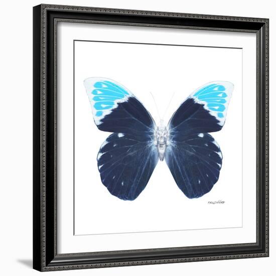 Miss Butterfly Hebomoia Sq - X-Ray White Edition-Philippe Hugonnard-Framed Photographic Print