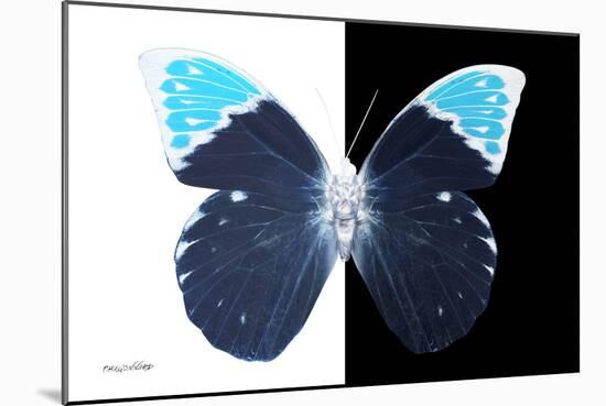 Miss Butterfly Hebomoia - X-Ray B&W Edition-Philippe Hugonnard-Mounted Photographic Print