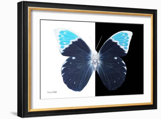 Miss Butterfly Hebomoia - X-Ray B&W Edition-Philippe Hugonnard-Framed Photographic Print