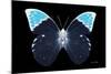 Miss Butterfly Hebomoia - X-Ray Black Edition-Philippe Hugonnard-Mounted Photographic Print