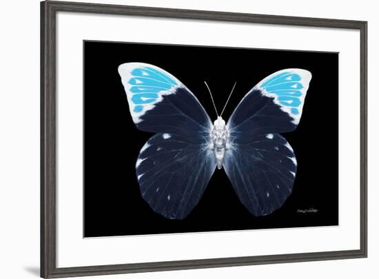 Miss Butterfly Hebomoia - X-Ray Black Edition-Philippe Hugonnard-Framed Photographic Print