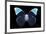 Miss Butterfly Hebomoia - X-Ray Black Edition-Philippe Hugonnard-Framed Photographic Print