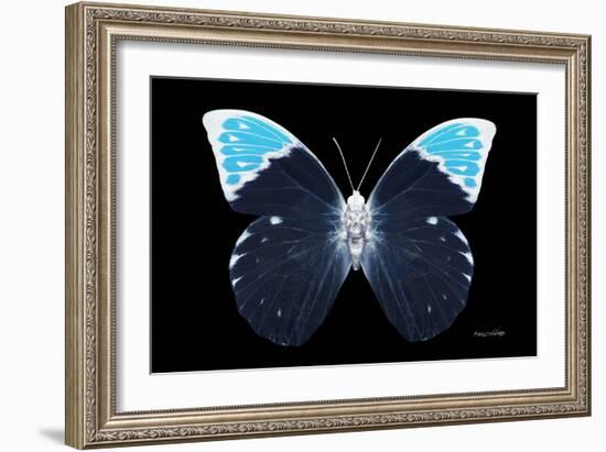 Miss Butterfly Hebomoia - X-Ray Black Edition-Philippe Hugonnard-Framed Photographic Print