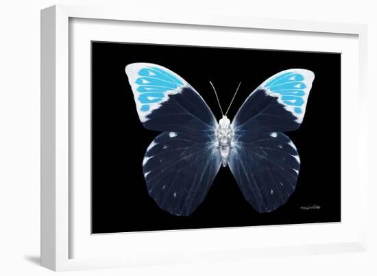 Miss Butterfly Hebomoia - X-Ray Black Edition-Philippe Hugonnard-Framed Photographic Print