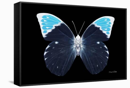 Miss Butterfly Hebomoia - X-Ray Black Edition-Philippe Hugonnard-Framed Stretched Canvas