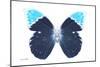 Miss Butterfly Hebomoia - X-Ray White Edition-Philippe Hugonnard-Mounted Photographic Print