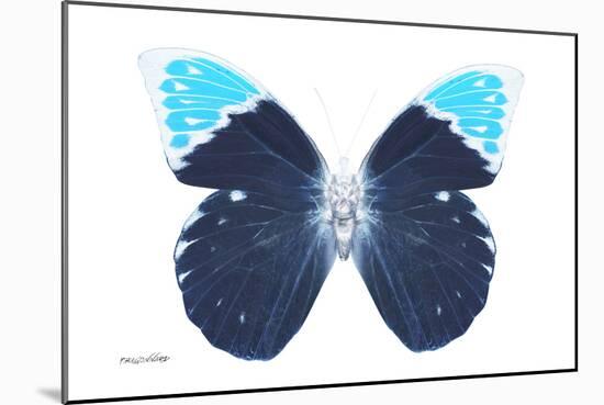 Miss Butterfly Hebomoia - X-Ray White Edition-Philippe Hugonnard-Mounted Premium Photographic Print
