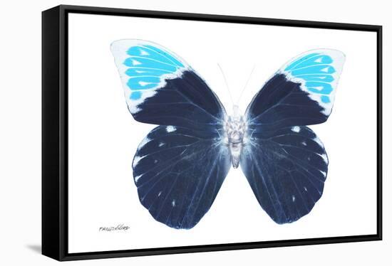 Miss Butterfly Hebomoia - X-Ray White Edition-Philippe Hugonnard-Framed Stretched Canvas